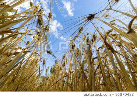 backdrop of ripening ears of yellow wheat field on the sunset cloudy orange sky background. Copy space of the setting sun rays on horizon in rural meadow Close up nature photo Idea of a rich harvest backdrop of ripening ears of yellow wheat field on the sunset cloudy orange sky background. Copy space of the setting sun rays on horizon in rural meadow Close up nature photo Idea of a rich harvest 95870458
