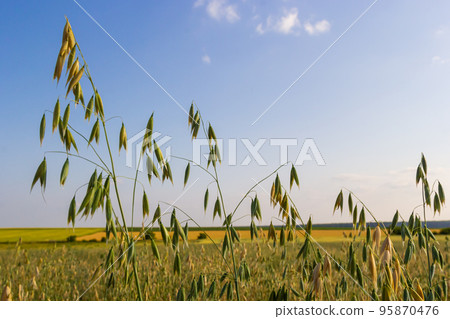 Field of young green Oats. Plantation of oats in the field - crop agricultural industry Field of young green Oats. Plantation of oats in the field - crop agricultural industry 95870476