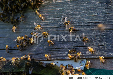 A lot of bees returning to bee hive and entering beehive with collected floral nectar and flower pollen. Swarm of bees collecting nectar from flowers. Healthy organic farm honey A lot of bees returning to bee hive and entering beehive with collected floral nectar and flower pollen. Swarm of bees collecting nectar from flowers. Healthy organic farm honey 95870483