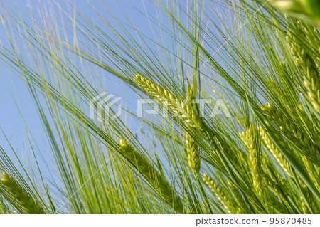 Early summer wheat crop blowing in the breeze .Traditional green wheat crops unique natural photo .Young wheat plants growing on the soil Early summer wheat crop blowing in the breeze .Traditional green wheat crops unique natural photo .Young wheat plants growing on the soil 95870485