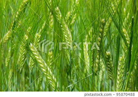 Early summer wheat crop blowing in the breeze .Traditional green wheat crops unique natural photo .Young wheat plants growing on the soil 95870488