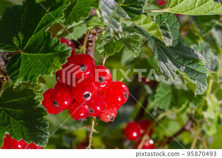 branch of ripe red currant in a garden on green background branch of ripe red currant in a garden on green background 95870493
