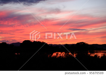 Miyajima marsh dyed in the setting sun and a flock of white-fronted geese 95870589