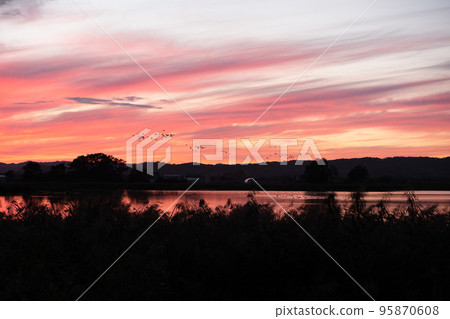 Miyajima marsh dyed in the setting sun and a flock of white-fronted geese Miyajima marsh dyed in the setting sun and a flock of white-fronted geese 95870608