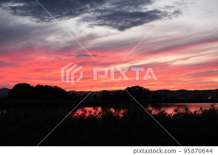 Miyajima marsh dyed in the setting sun and a flock of white-fronted geese 95870644