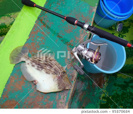 A good-sized filefish caught using spinning reel tackle was photographed on board the boat. A good-sized filefish caught using spinning reel tackle was photographed on board the boat. 95870684