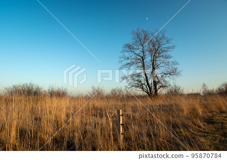 A large tree without leaves and a dry meadow 95870784