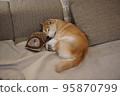 Shiba Inu sleeping on the sofa 95870799