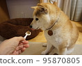 Shiba inu eating rice 95870805