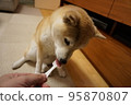 Shiba inu eating rice 95870807