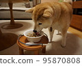 Shiba inu eating rice 95870808