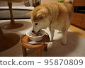 Shiba inu eating rice 95870809