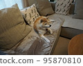 Shiba Inu sleeping on the sofa 95870810