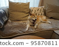 Shiba Inu sleeping on the sofa 95870811