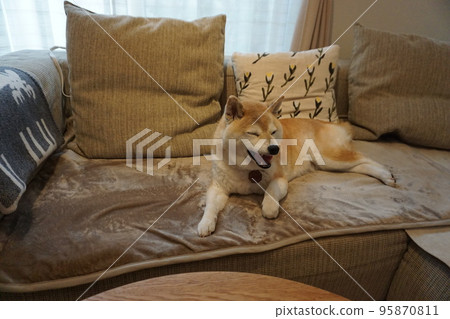 睡在沙發上的柴犬 睡在沙發上的柴犬 95870811