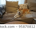 Shiba Inu sleeping on the sofa 95870812