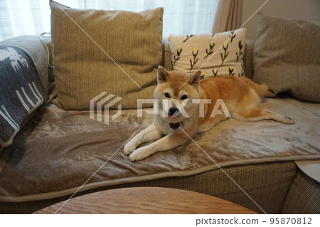 睡在沙發上的柴犬 睡在沙發上的柴犬 95870812