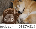 Shiba Inu sleeping on the sofa 95870813