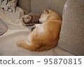 Shiba Inu sleeping on the sofa 95870815