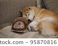 Shiba Inu sleeping on the sofa 95870816