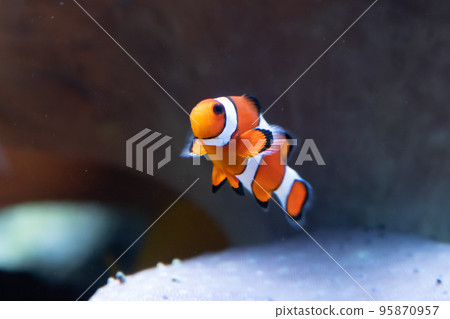 小丑anemonefish 小丑anemonefish 95870957