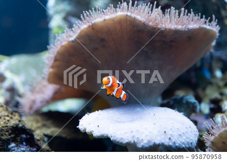 小丑anemonefish 小丑anemonefish 95870958