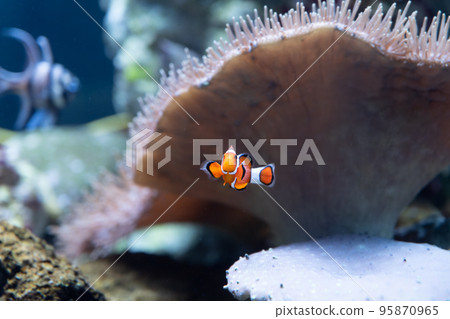 Clown anemonefish 95870965