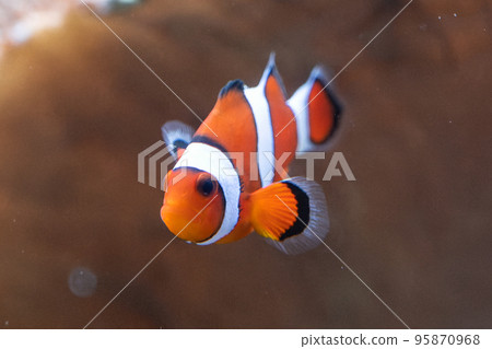 Clown anemonefish Clown anemonefish 95870968