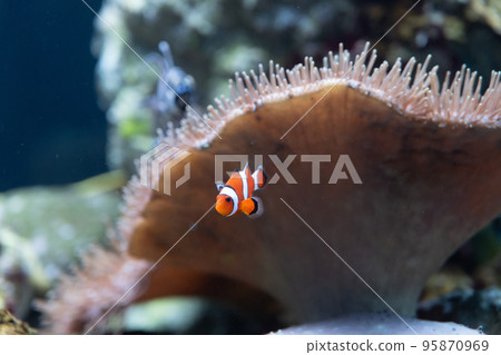 Clown anemonefish Clown anemonefish 95870969