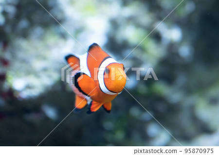 Clown anemonefish 95870975