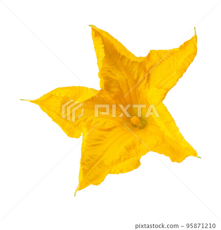 Yellow pumpkin flower isolated on a white background Yellow pumpkin flower isolated on a white background 95871210