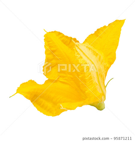 Yellow pumpkin flower isolated on a white background Yellow pumpkin flower isolated on a white background 95871211