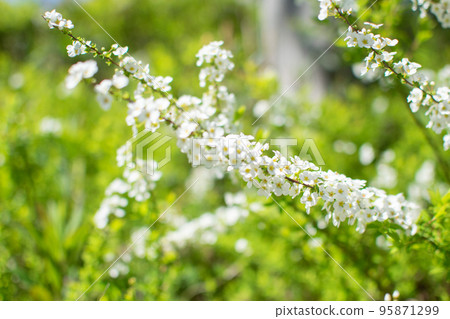 春天的花朵，可愛的白雪柳 95871299