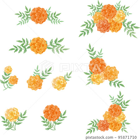 Marigold flower decoration set watercolor illustration material 95871710