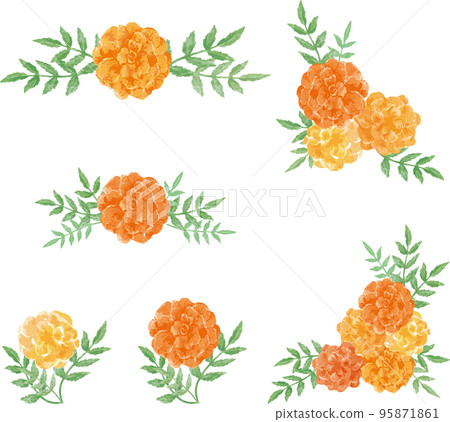 Marigold flower decoration set watercolor illustration material Marigold flower decoration set watercolor illustration material 95871861