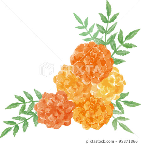 Marigold watercolor illustration material 95871866