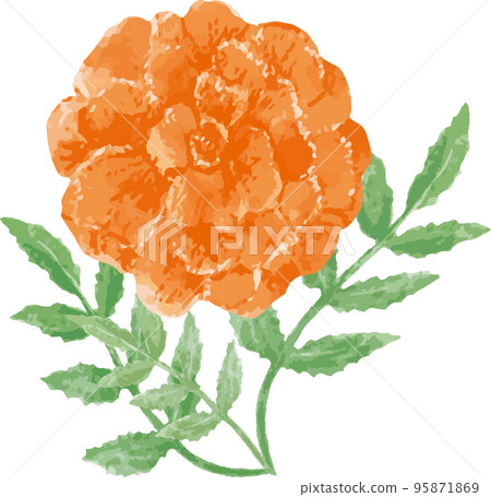 萬壽菊水彩插圖素材 95871869