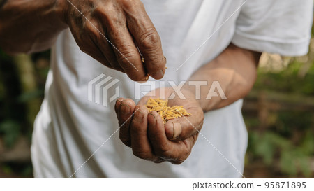 Hand holding on seed ,Seeding,Seedling,Agriculture. rice seed 95871895