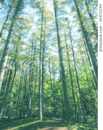Forest image (background material) Forest image (background material) 95872244