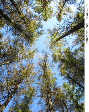 Forest image Forest image 95872245