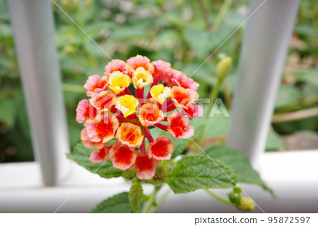 籬笆上盛開的紅黃小花 95872597
