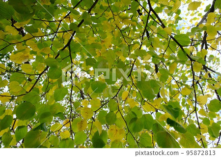 Autumn leaves of Sapporo Autumn leaves of Sapporo 95872813