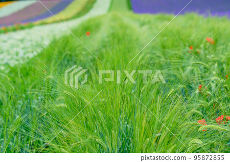 Furano, colorful flower garden, Hokkaido 95872855