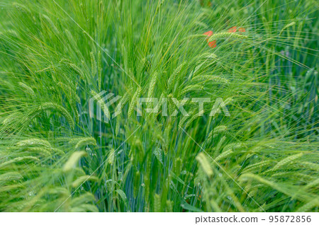 Furano, colorful flower garden, Hokkaido 95872856