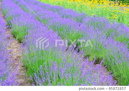 Furano, colorful flower garden, Hokkaido 95872857