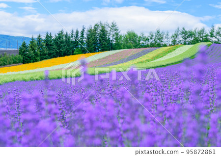 Furano, colorful flower garden, Hokkaido 95872861