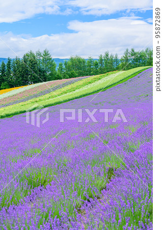 富良野，五顏六色的花園，北海道 95872869
