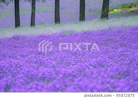 Furano, beautiful dark purple lavender field, Hokkaido Furano, beautiful dark purple lavender field, Hokkaido 95872875
