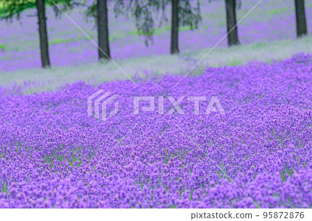 Furano, beautiful dark purple lavender field, Hokkaido 95872876