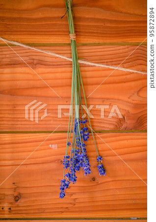 Furano, beautiful dark purple lavender, Hokkaido Furano, beautiful dark purple lavender, Hokkaido 95872894